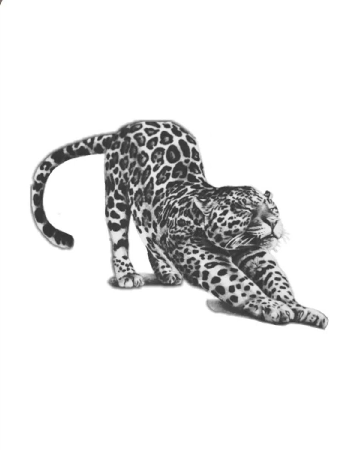 Animais