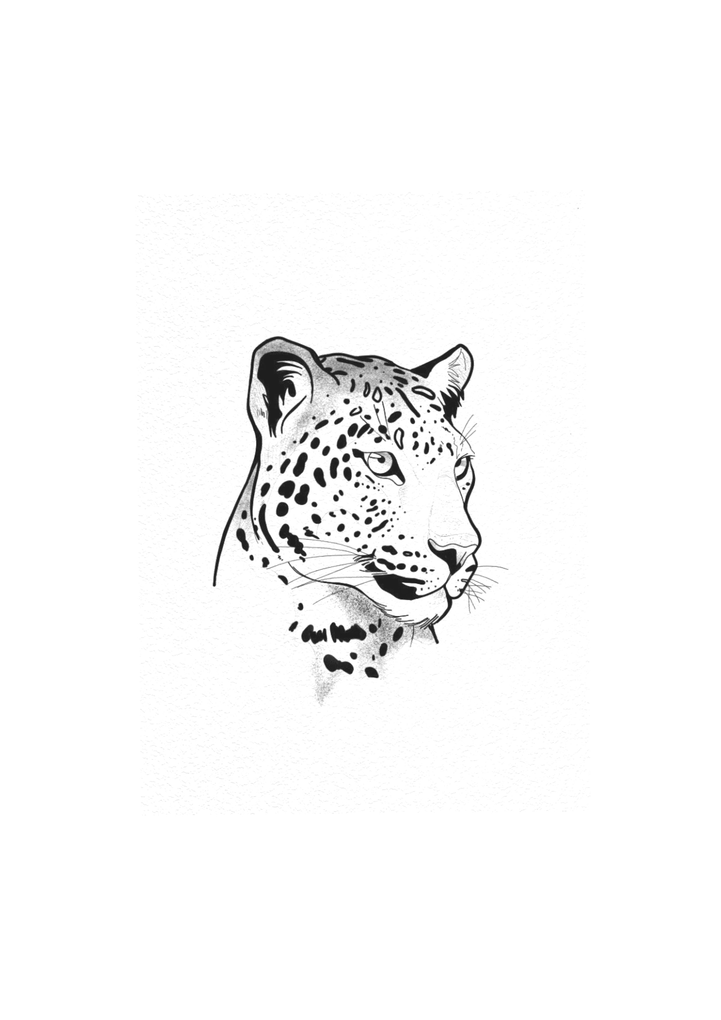 Animais